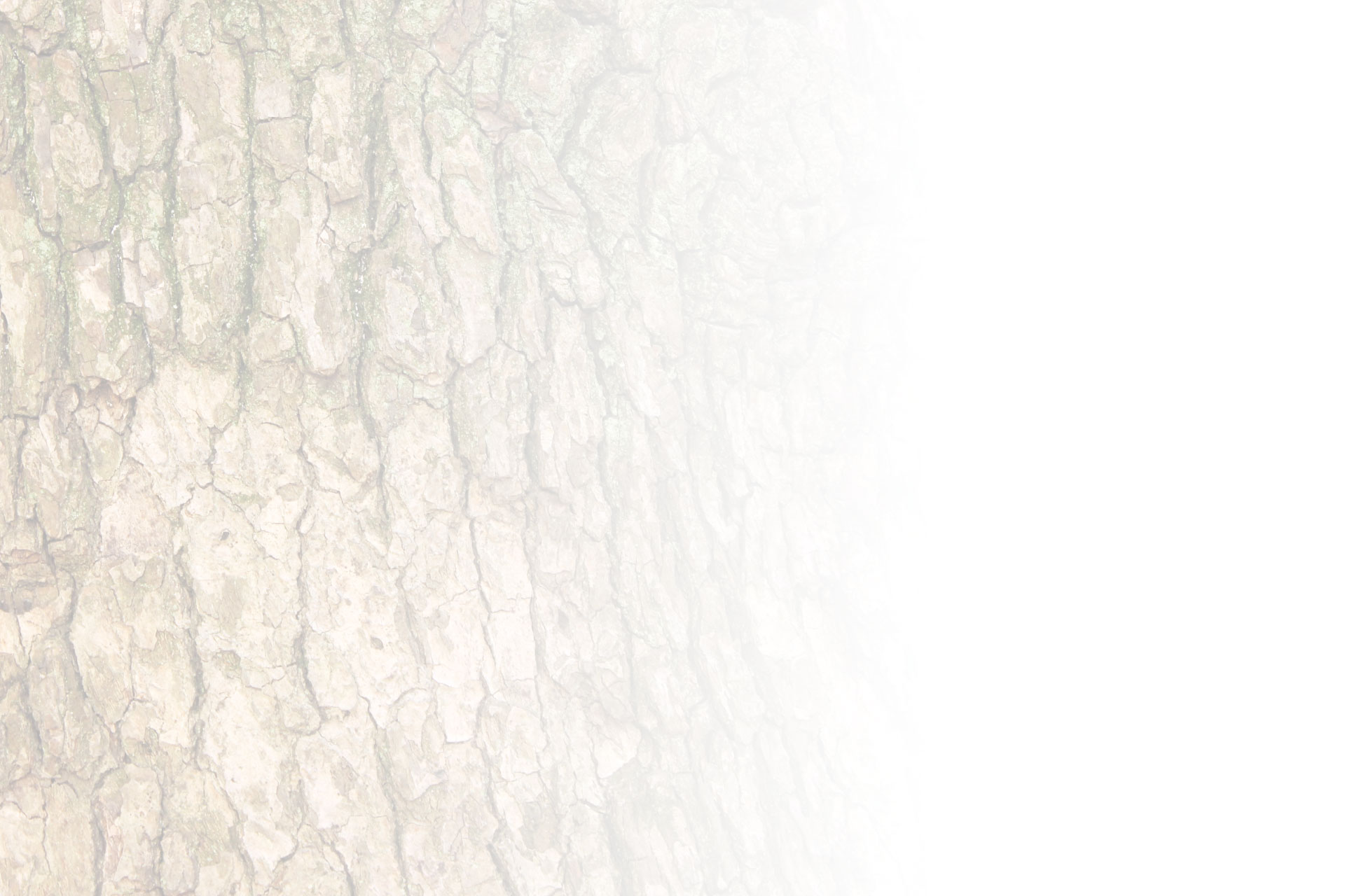 full screen background image